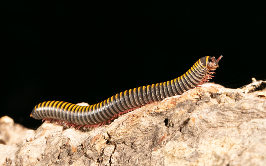 Anadenobolus monilicornis, also known as bumblebee millipede, this species is native to the Caribbean and is found in Brazil, Suriname, Guyana, and on Barbados, Trinidad and Tobago, St Maarten, Martinique, Dominica, Guadeloupe, Jamaica, Puerto Rico and Haiti. It's also been introduced to southeastern USA such as Florida, although it's not considered a pest