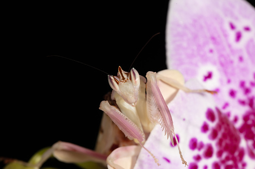 Orchid Mantis (Hymenopus coronatus) is from the tropical forests of Southeast Asia