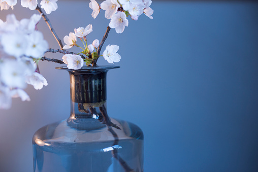 Vase, Cherry Blossom, Flower, Pastel Colored, Springtime