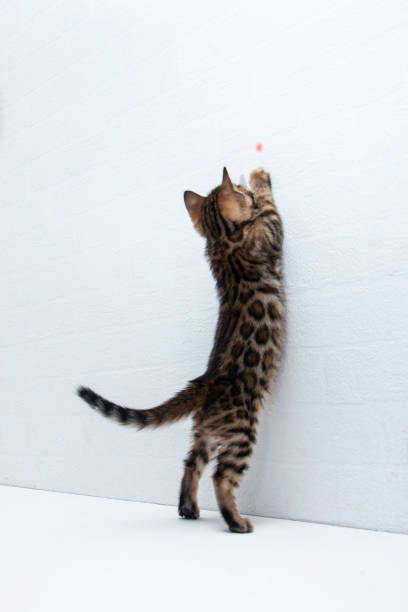 a cute Bengal kitten is playing on a table near a white wall