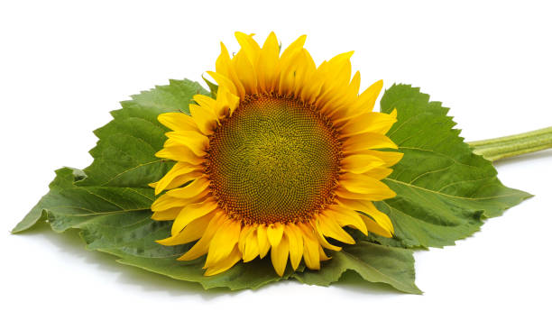 istock Sunflower and leaves. 1214981180