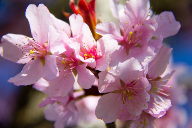 istock Flower tree with pink blossom on branch 1214982749