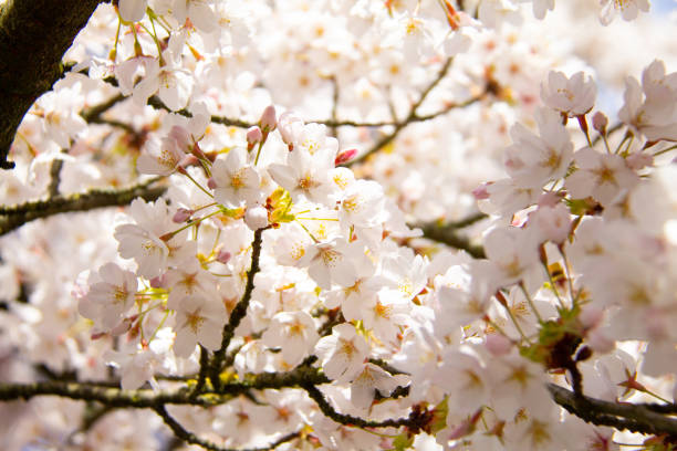 istock spring and white flower tree in front branch with white blossom 1214982760