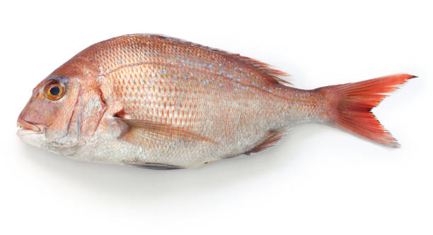 マダイ,日本の紅海 - prepared fish 写真 ストックフォトと画像
