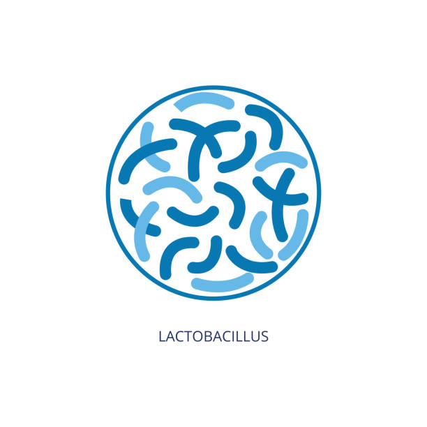 ilustrações de stock, clip art, desenhos animados e ícones de lactobacillus probiotic icon inside circle - fermentation products - microscope view