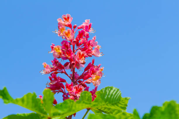 Chestnut with green leaves and flower against a blue sky