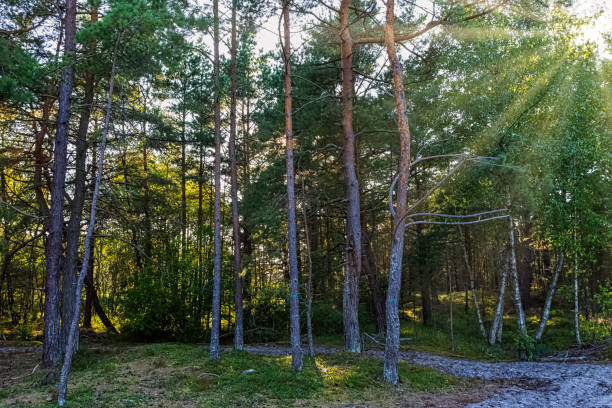 istock Polish wild forest with visible sun rays - Slowinski National Park, Poland 1214984102
