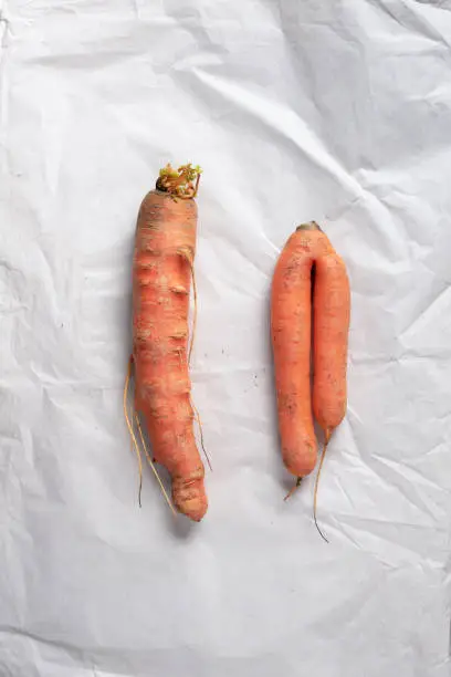 Ugly misshapen carrots on craft paper background. Concept of zero waste production. Top view. Copy space. Non gmo vegetables.