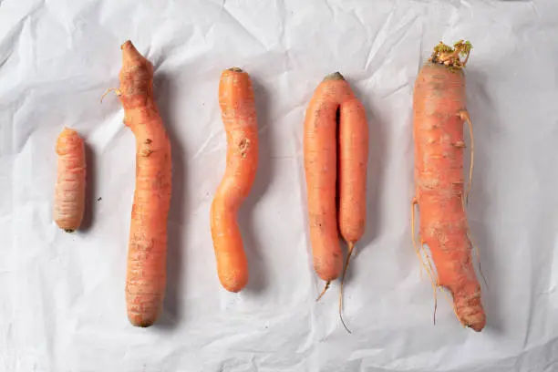 Ugly misshapen carrots on craft paper background. Concept of zero waste production. Top view. Copy space. Non gmo vegetables.