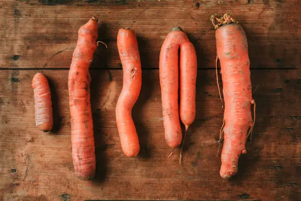 Ugly misshapen carrots on wooden background. Concept of zero waste production. Top view. Copy space. Non gmo vegetables.