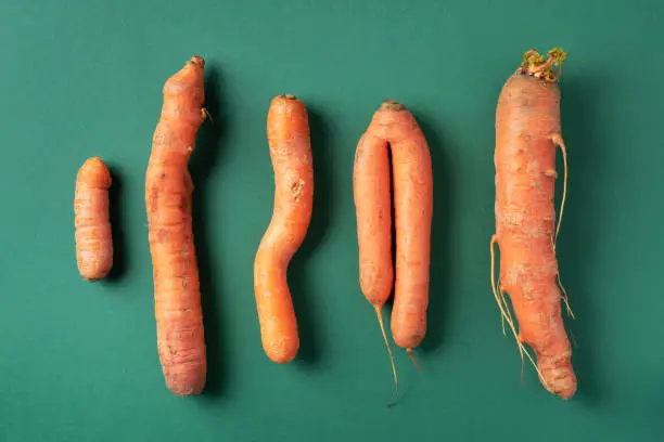 Ugly misshapen carrots on green background. Concept of zero waste production. Top view. Copy space. Non gmo vegetables.