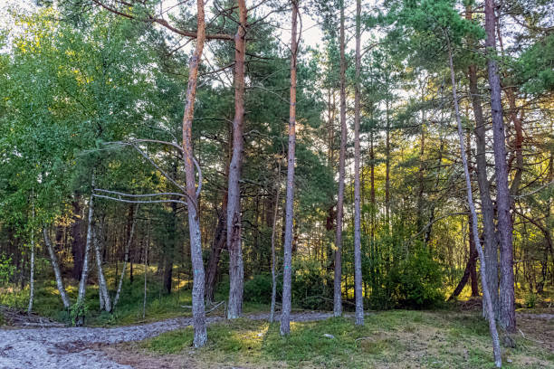 istock Polish wild forest - Slowinski National Park, Poland 1214985267