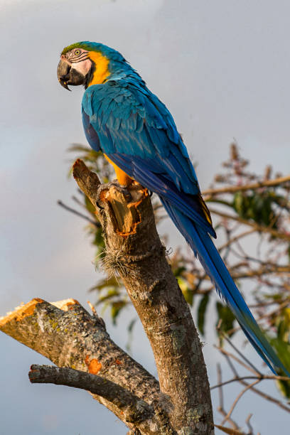 istock Portrait of a Macaw 1214985329