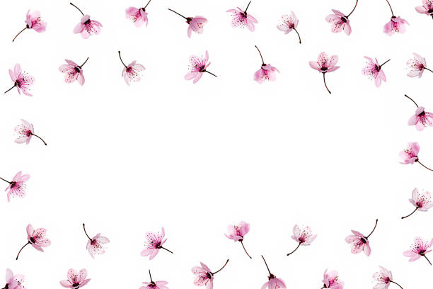 istock Pattern made of pink cherry blossom sakura on white background, isolated. 1214986228