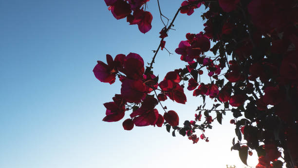 istock Red flowers and clear blue sky 1214986600