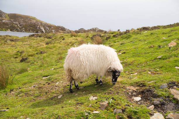 istock Sheep along the famous Sliabh Liag Cliffs in Donegal, Ireland 1214987174