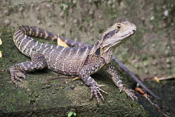 istock Water Dragon at Kuranda near Cairns 121498729