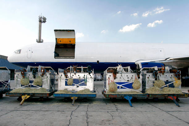 istock race horse is loading to the airplane 1214987378