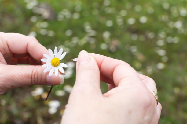 istock woman removing petals from a daisy 1214987929