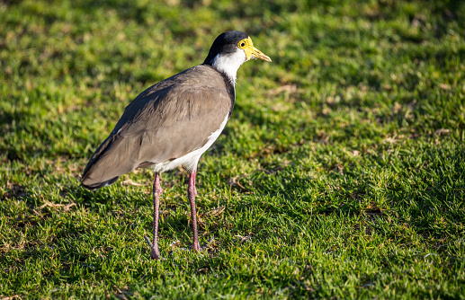 A Masked Lapwing (Vanellus miles) standing on the ground at Monomeith.
