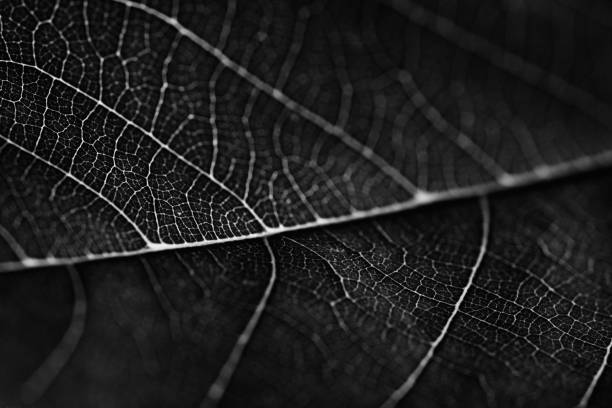 istock Black leaves background. Leaf of a plant close up. Pattern of growing leaf surface 1214988872