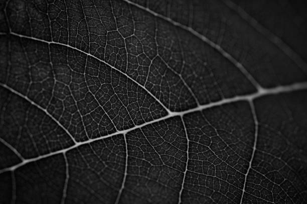istock Black leaves background. Leaf of a plant close up. Pattern of growing leaf surface 1214988921