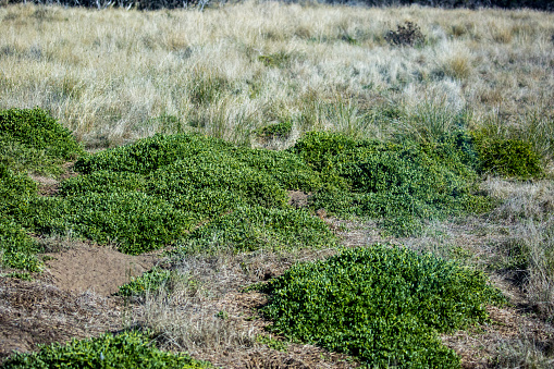 A field covered with Fairy Penguin burrows on Phillip Island in southern Australia.