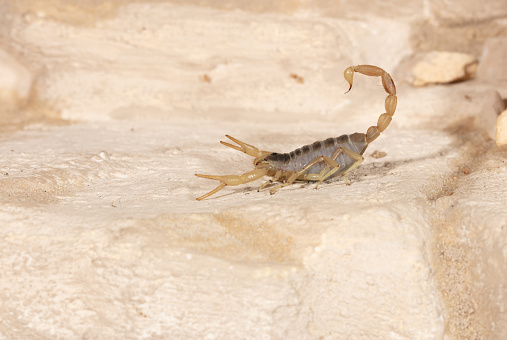 Known in Latin as Hadrurus arizonensis, this scorpion (also commonly known as Arizona desert hairy scorpion) is the largest in North America. The one pictured is a juvenile.