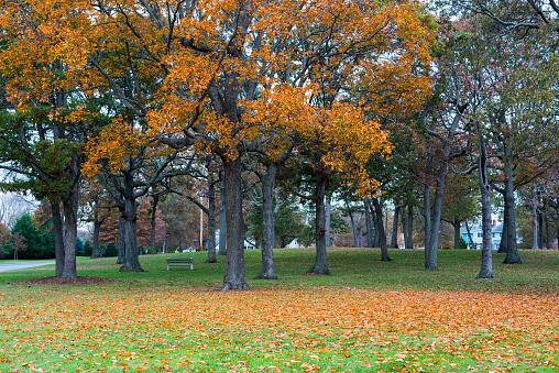 Tree leaves in Divine Park leave turn from green to orange to brown as Autumn comes to Spring Lake, NJ.
