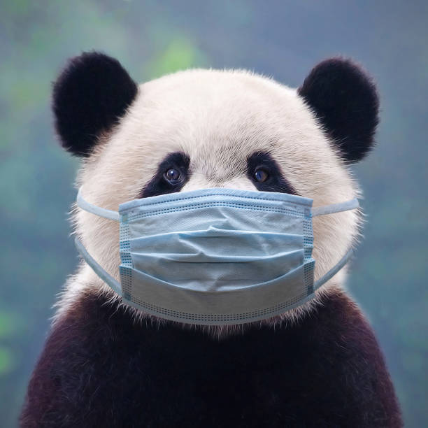 Giant panda bear wearing a face mask Giant panda bear wearing a face mask against infection panda animal stock pictures, royalty-free photos & images