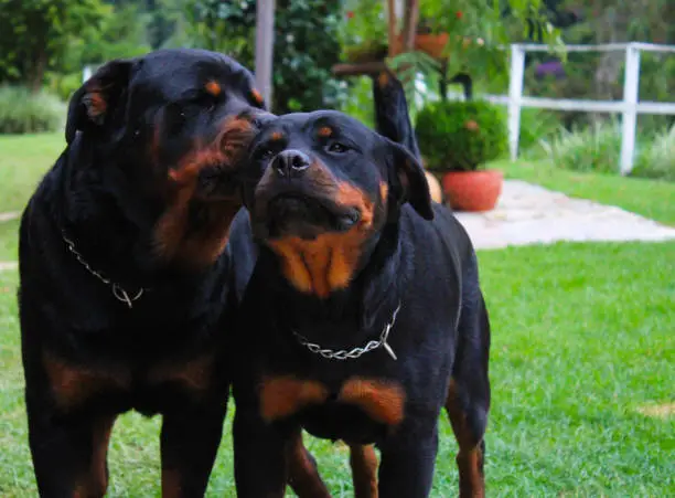 A rottweiler kissing the other