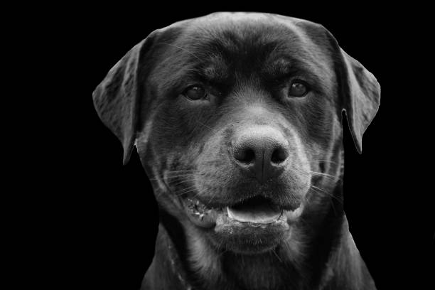 istock Portrait of a rottweiler dog 1214992909
