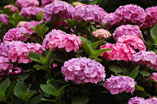 istock Ajisai (hydrangea) in Japan 121499353