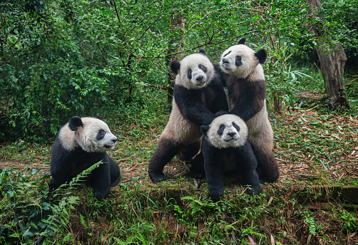 Cute giant panda bears playing together
