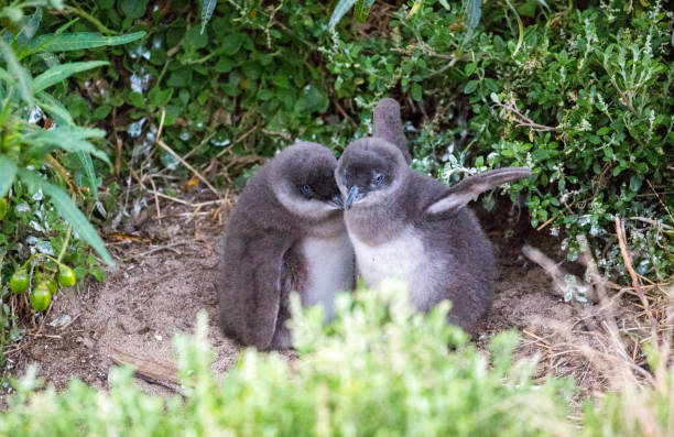 австралия: фея пингвин - fairy penguin стоковые фото и изображения