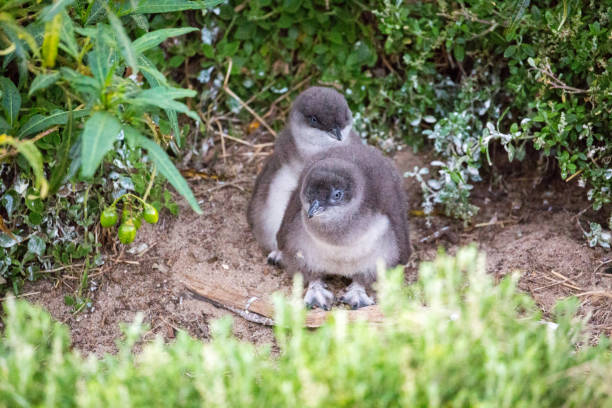 австралия: фея пингвин - fairy penguin стоковые фото и изображения