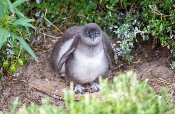 австралия: фея пингвин - fairy penguin стоковые фото и изображения