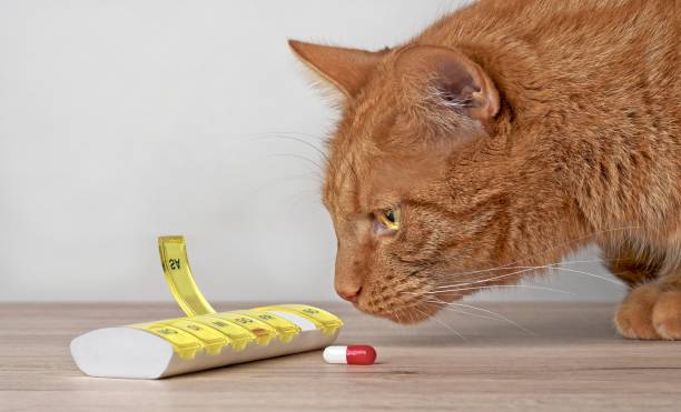 istock Ginger cat looking curious to a medicine capsule beside a open pill box. 1214995984