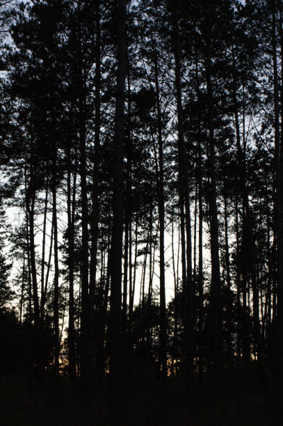 istock high trees forest green in the park 1214997088