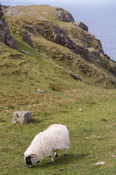 istock Sheep along the famous Sliabh Liag Cliffs in Donegal, Ireland 1214997104