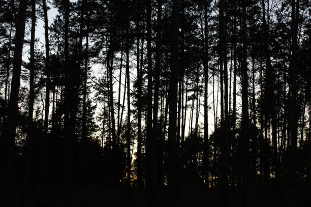 istock high trees forest green in the park silhouette in suset 1214997461