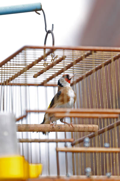 istock Goldenfinch and Captivity 1214997505