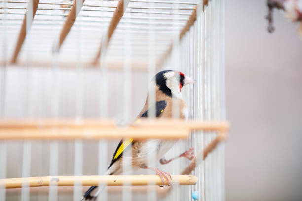 istock Goldenfinch and Captivity 1214998149