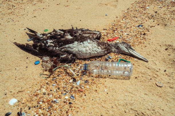 Dead seagull on beach 2 stock photo