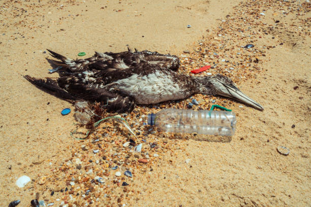 83 Dead Animal Bird Sea Bird Rotting Stock Photos, Pictures & Royalty-Free Images - iStock 83 Dead Animal Bird Sea Bird Rotting Stock Photos, Pictures & Royalty-Free Images - iStock
