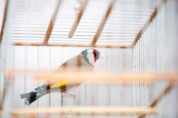 istock Goldenfinch and Captivity 1214998908