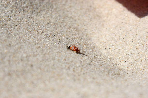 seven-dot ladybug insect walks on sand  beach sunny day