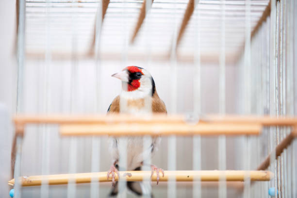 istock Goldenfinch and Captivity 1214998952