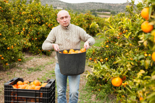 istock Farmer picking carefully ripe mandarins 1214999025