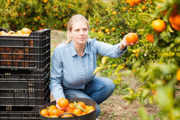 istock Female farmer picking carefully ripe mandarins 1214999035